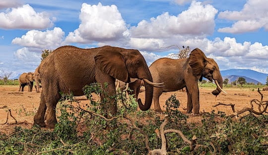 African elephants feeding on vegetation in Kenyan savanna landscape with blue sky and white clouds